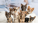 Adopt me give aways :)