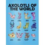 He Axolotl Amy