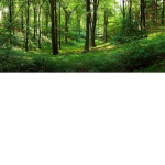 Nature :)