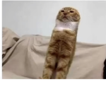 Meoooooooowwwww