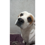 Tengo dueña