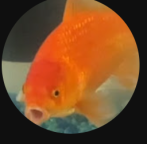 Ekran zabijania w systemie Windows 7