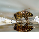 Bee squad!!