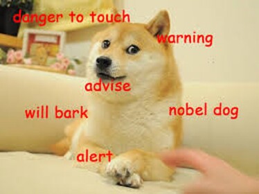 for the doges