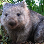 the wombat society
