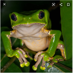 Frogy squad!!!