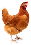~CHICKEN FAMILY~