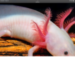 The axolotl_ brothers