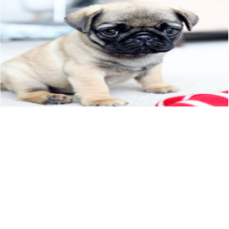 pug obby