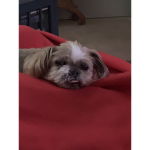 Toby :(