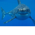 shark megalodon team