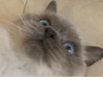 Neko. Lushh