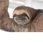 I <3 Sloths