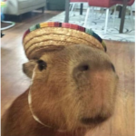 capybara's only