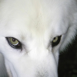 /ecko