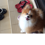 #Dog cookie
