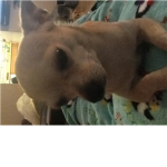 Chihuahuas. Are the best