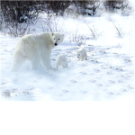 DONATE TO SAVE THE POLAR BEARS