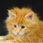 Random Cat Vibes