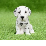 Anu loves puppy’s
