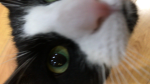 CookieCats.