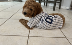 Jaydogs