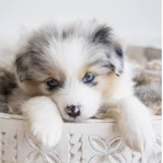 Nikki’s Pups :)