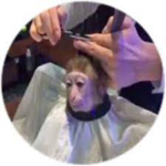 The monky army