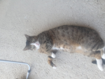 ~Die coolen katzen~