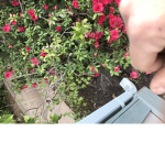 Flower industry