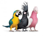 Birds For Life!