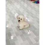 Dodo the puppy cuty