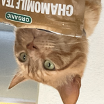 Love_Cats12