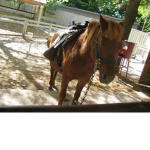 Mes petits renard