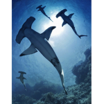 hammerheads! <3