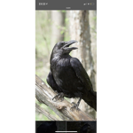 Ravens call