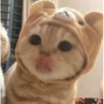 * cat people *