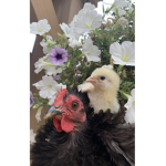 Barnyard Beasts