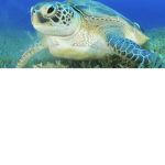 Turtles Space