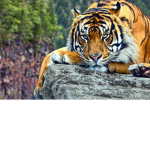 Madz tiger land