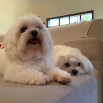 Valentina et ses amis