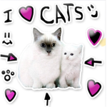 I love cats groop