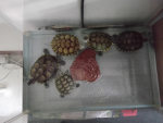 TURTLE Yippe