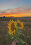 Sunflowers10112