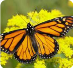 Group butterflies only