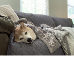 OFFICIAL SHIBA FAM GAME!