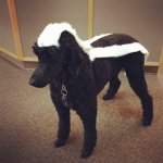 Super Swag Skunk