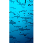 The Shark Friends Group