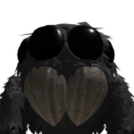 Gab_Spider
