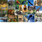 THE TRUE ANIMAL SQUAD